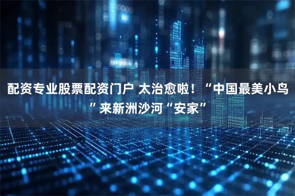 配资专业股票配资门户 太治愈啦！“中国最美小鸟”来新洲沙河“安家”
